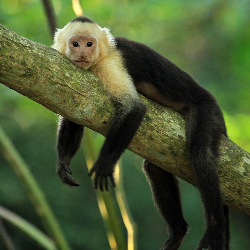 Белогрудый капуцин