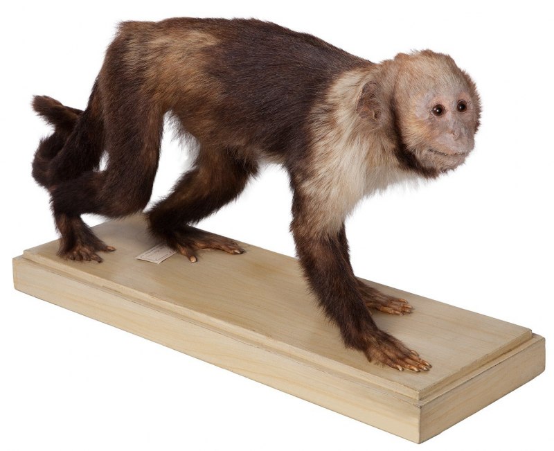 Черный капуцин