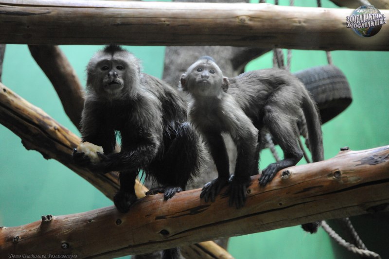 Капуцин обезьяна