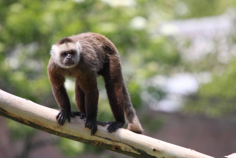 Белолобый капуцин (Cebus albifrons)