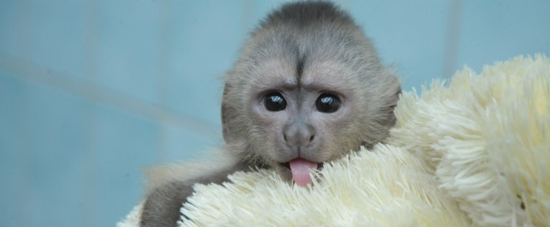 Обезьяна белогрудый капуцин