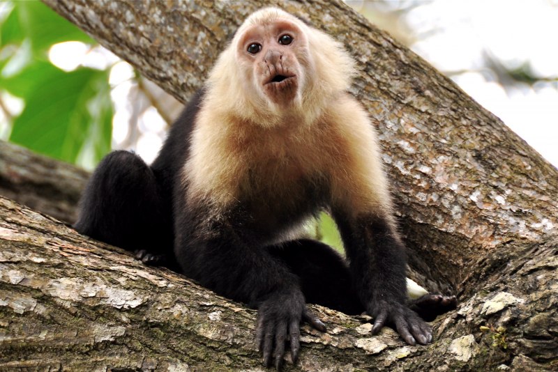 Обезьянка капуцин