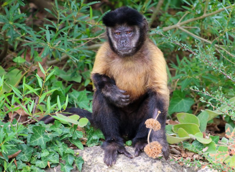 Капуцин обыкновенный обезьяна
