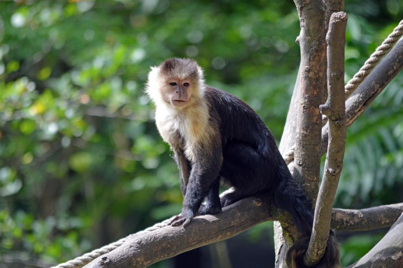 Венесуэла обезьяны капуцины