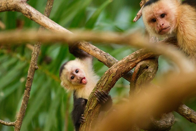 Обыкновенный капуцин