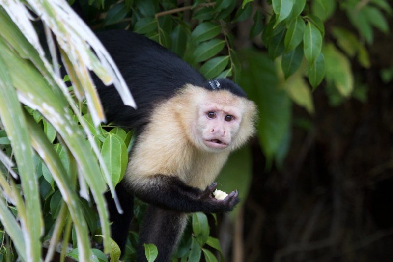 Cebus albifrons yuracus цепкохвостые обезьяны