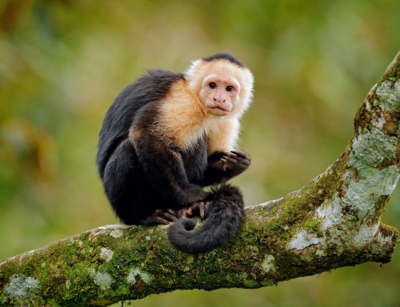 Капуцины (род обезьян)