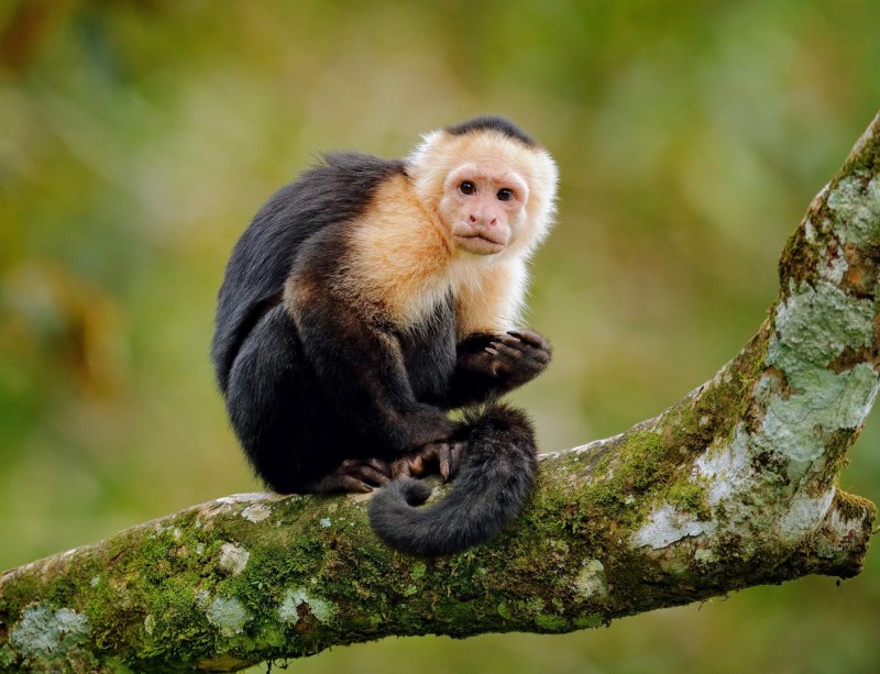 Обезьяна капуцин Плакса