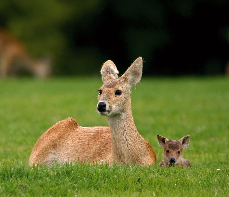 Водяной олень и кабарга