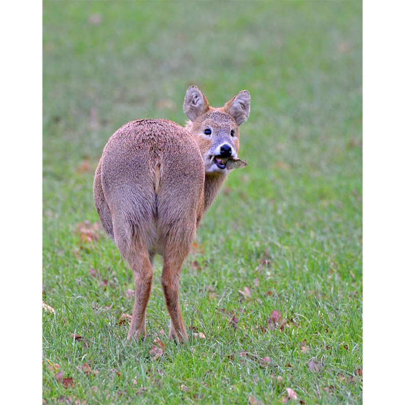 Водяной олень перепонки