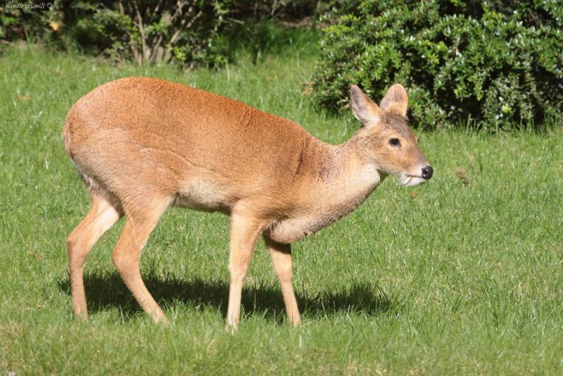 Водяной олень и кабарга