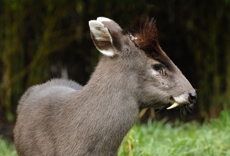 Сибирская кабарга