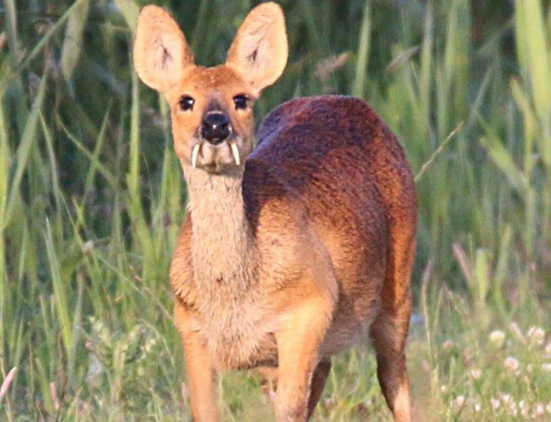 Безрогий водяной олень
