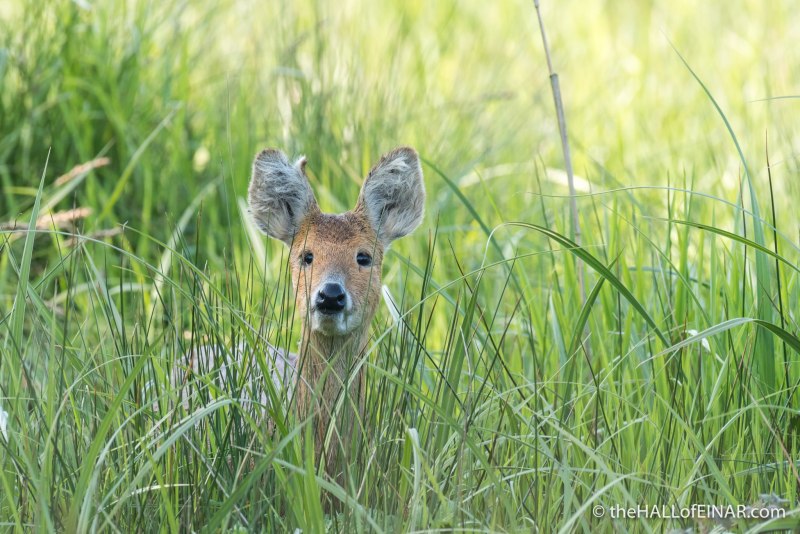 Безрогий водяной олень
