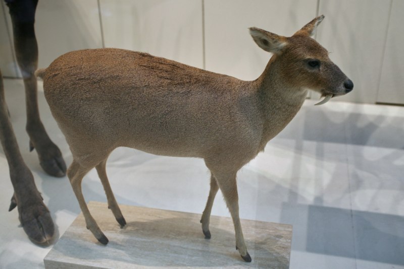 Сибирская кабарга