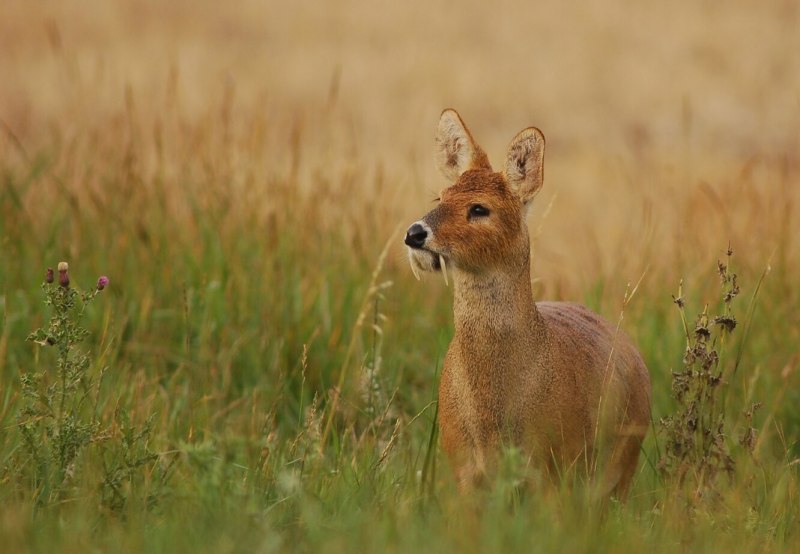 Безрогий водяной олень