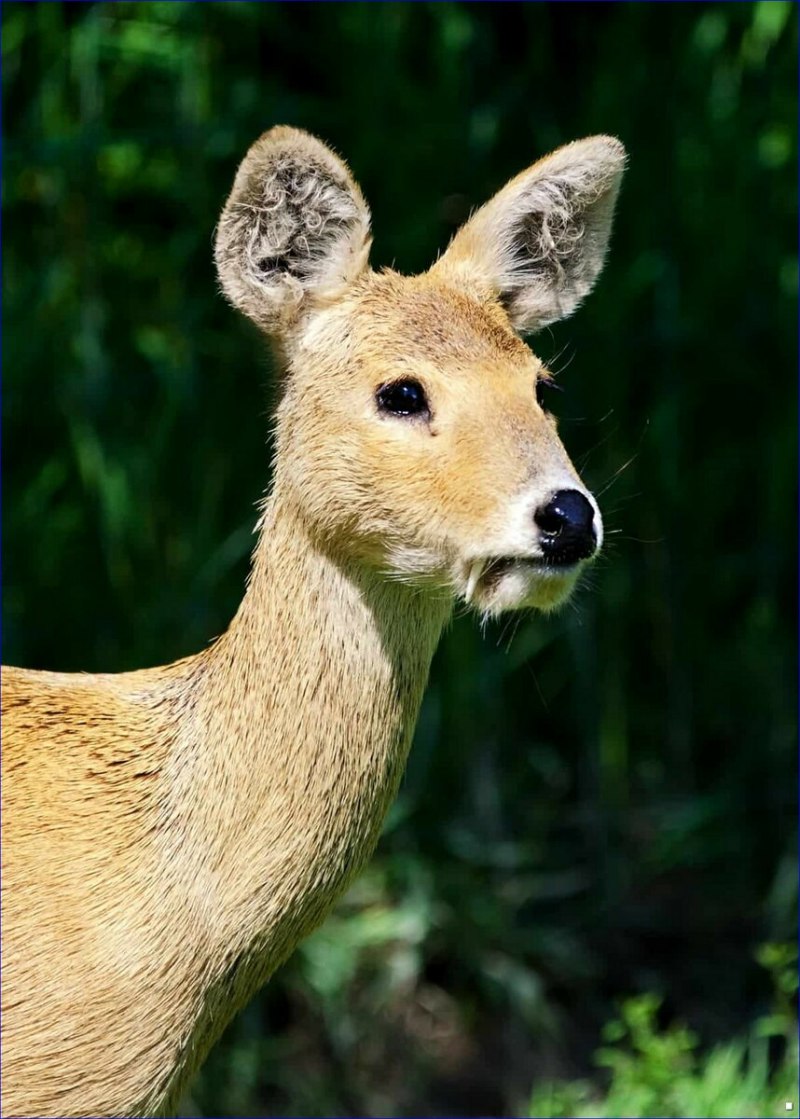 Косуля Сибирская кабарга