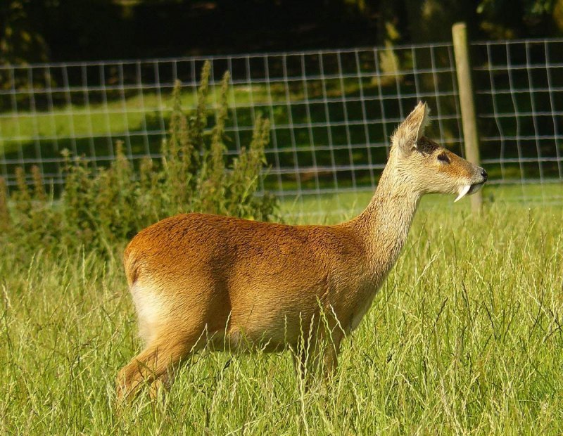 Elaphodus Cephalophus