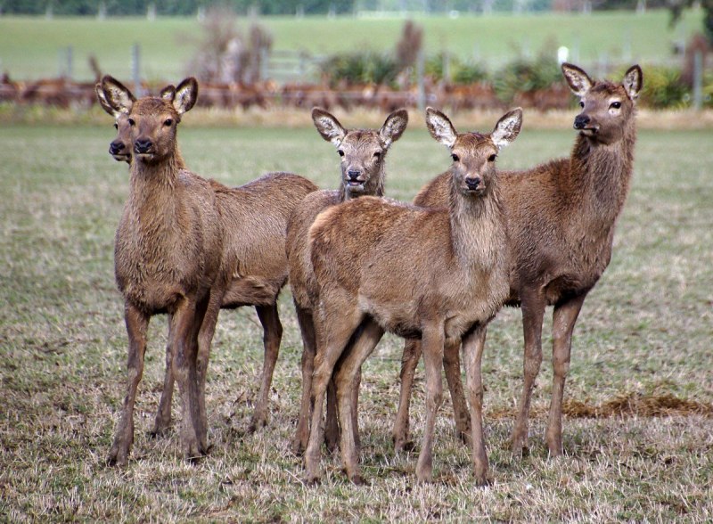 Лань у воды