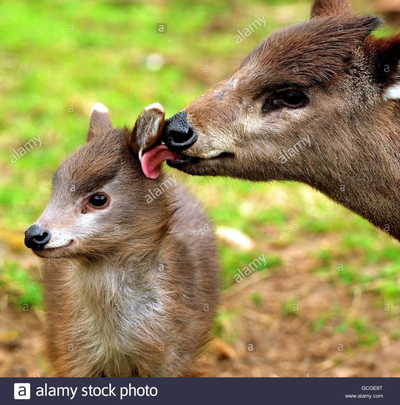 Водяной олень в полный рост