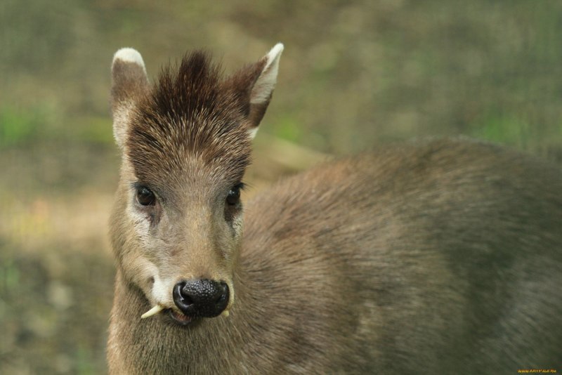 Кабарга Musk Deer