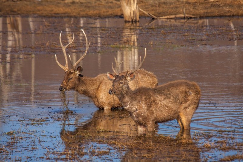 Сахалинская кабарга Moschus moschiferus sachalinensis