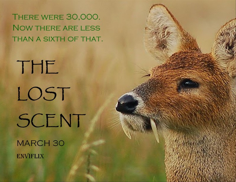 Саблезубый хохлатый олень