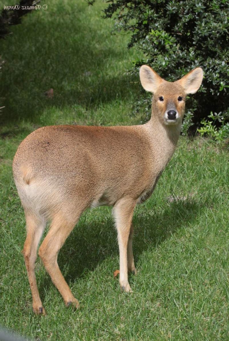 Саблезубая кабарга