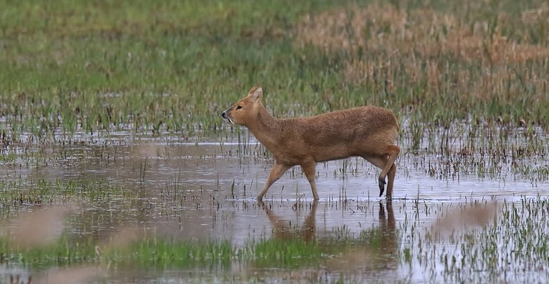 Олень кабарга