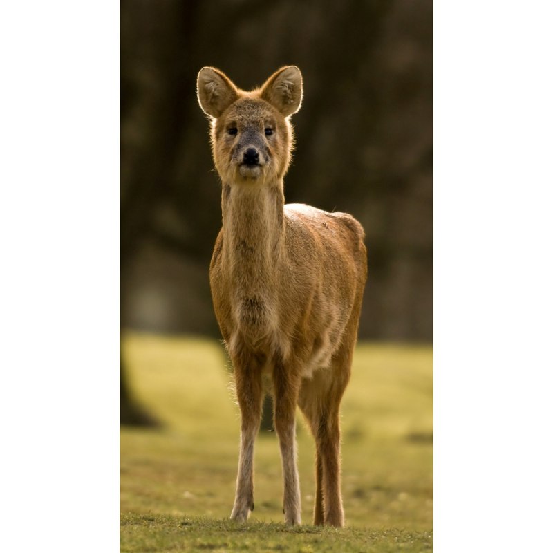 Кашмирский водяной олень