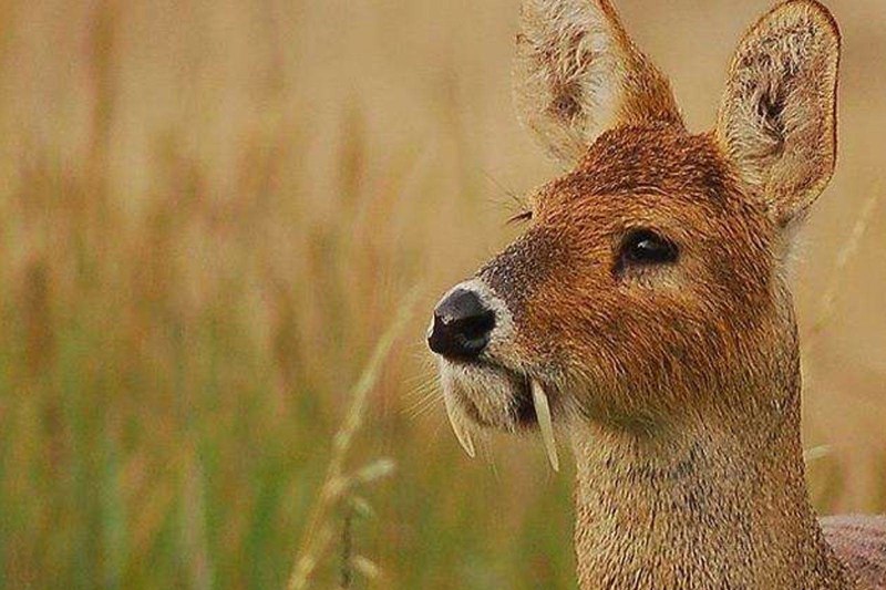 Водяной олень