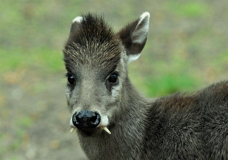 Кабарга копыта