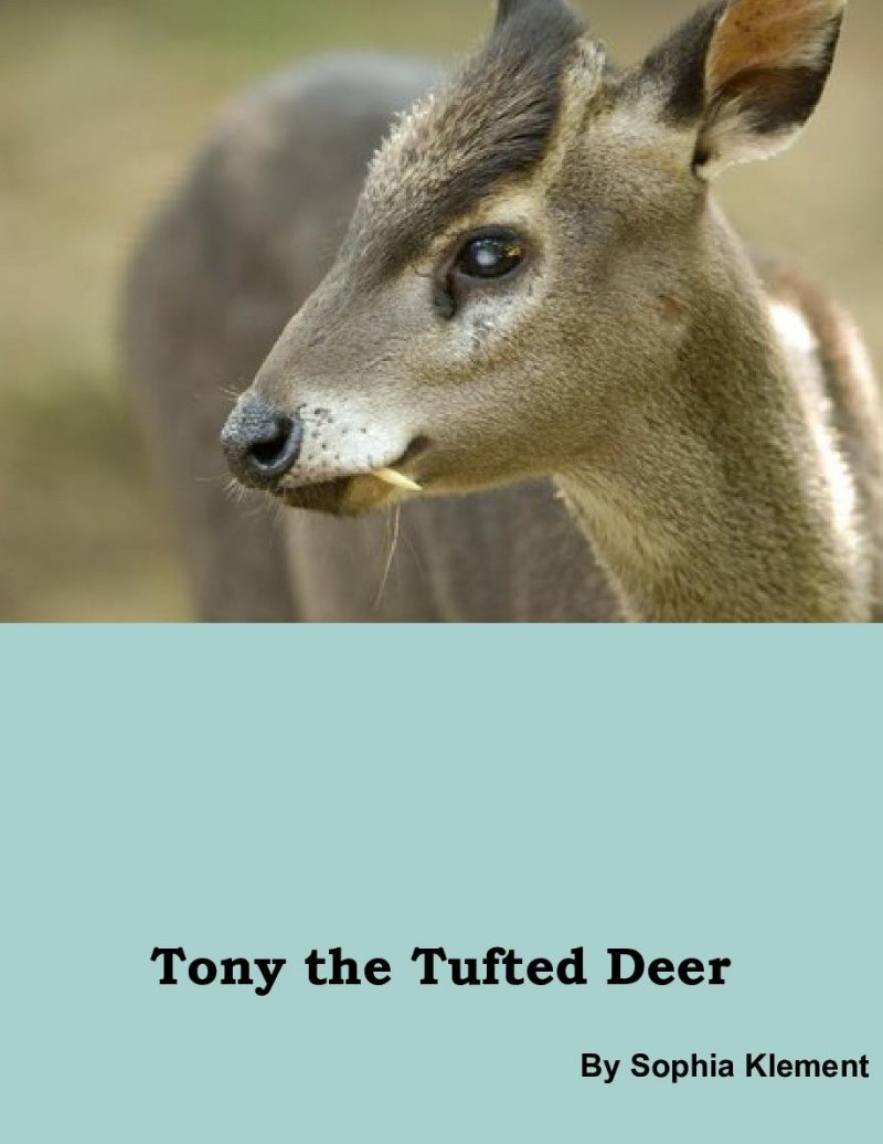 Клыки кабарги