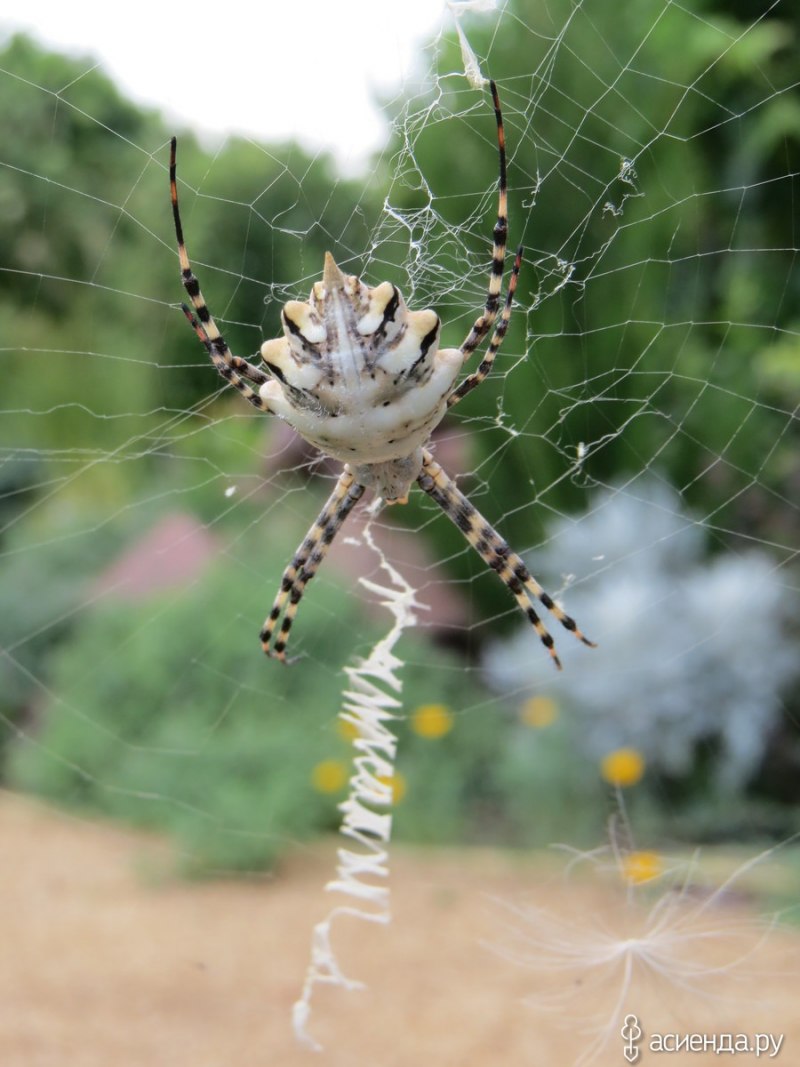 Аргиопа Брюнниха или паук-Оса