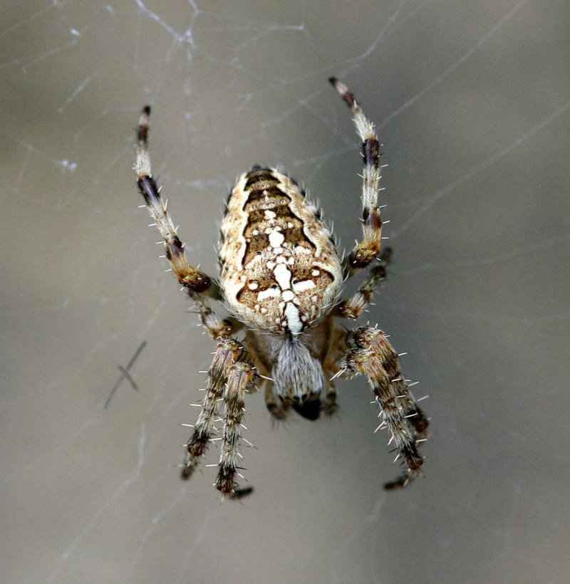 Южнорусский Тарантул укус