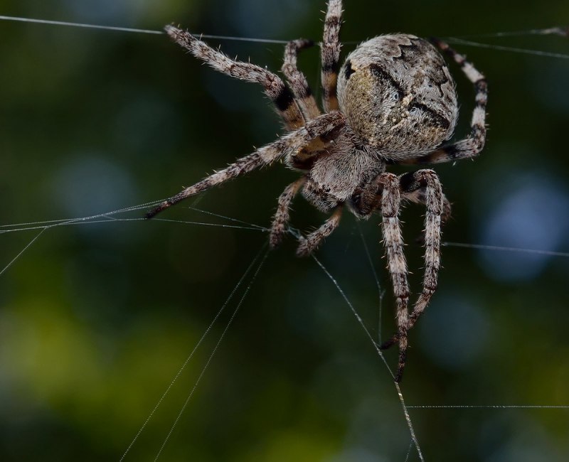 Паук крестовик Дальневосточный