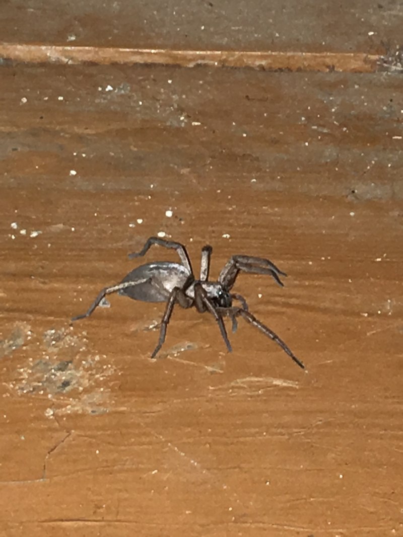 Огромный паук на даче