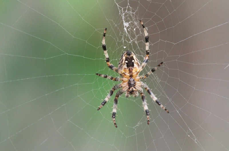 Паук Тарантул Южнорусский