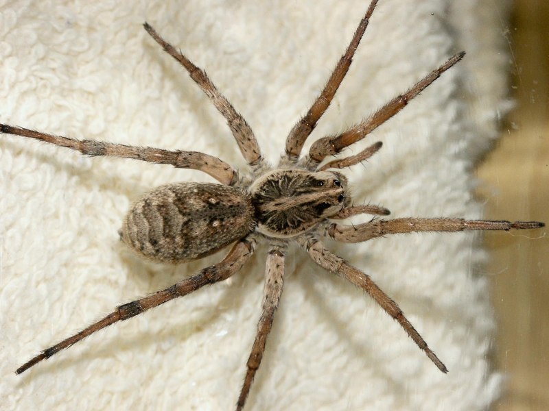 Dolomedes plantarius паук