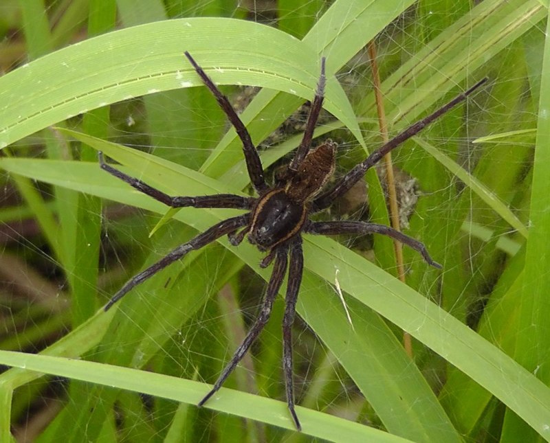 Dolomedes aquaticus паук