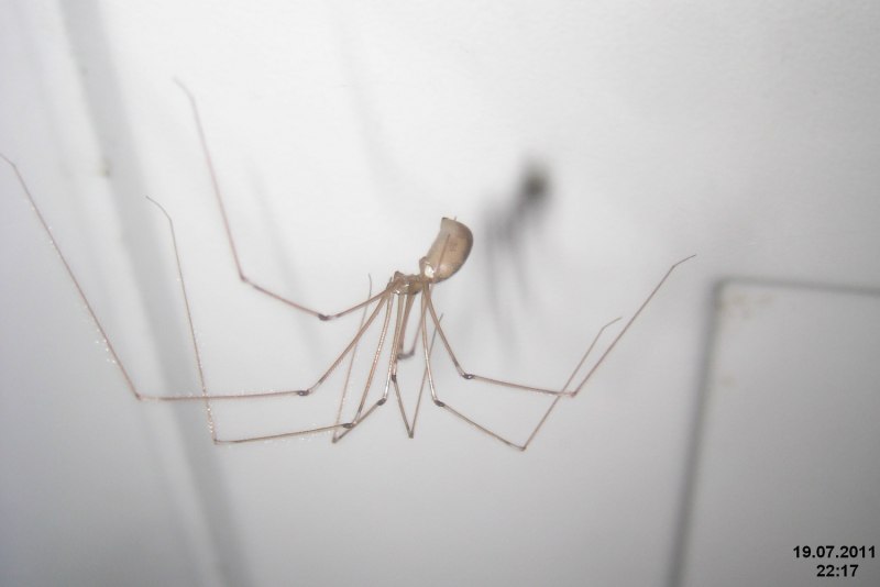 Паук сенокосец паутина