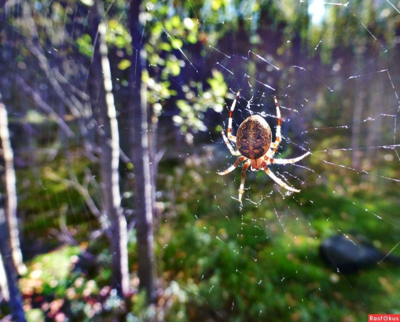 Tegenaria Agrestis паук