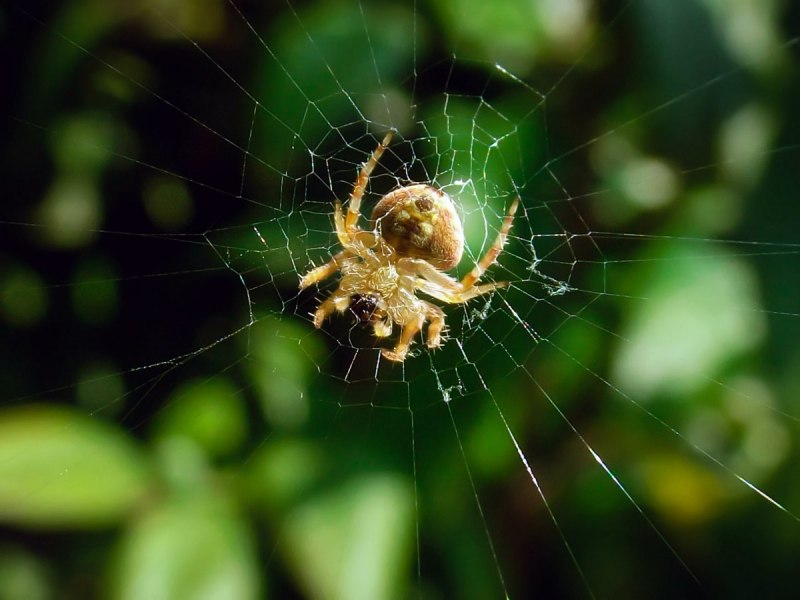 Каракурт, Тарантул Крестоносец