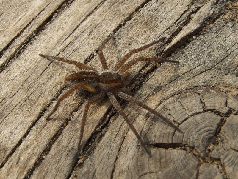 Волгоградский Тарантул