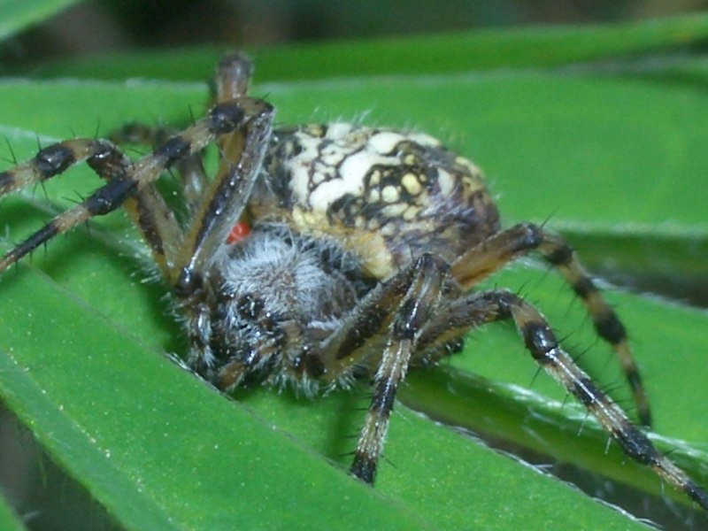 Ковка паутина с пауком