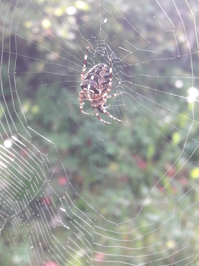 Паук крестовик Приморский