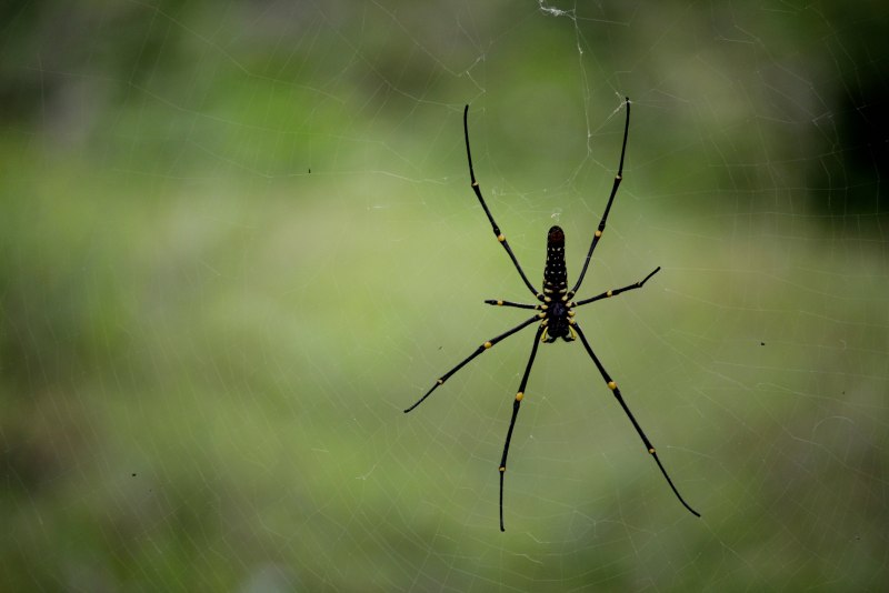 Паутина паука крестовика