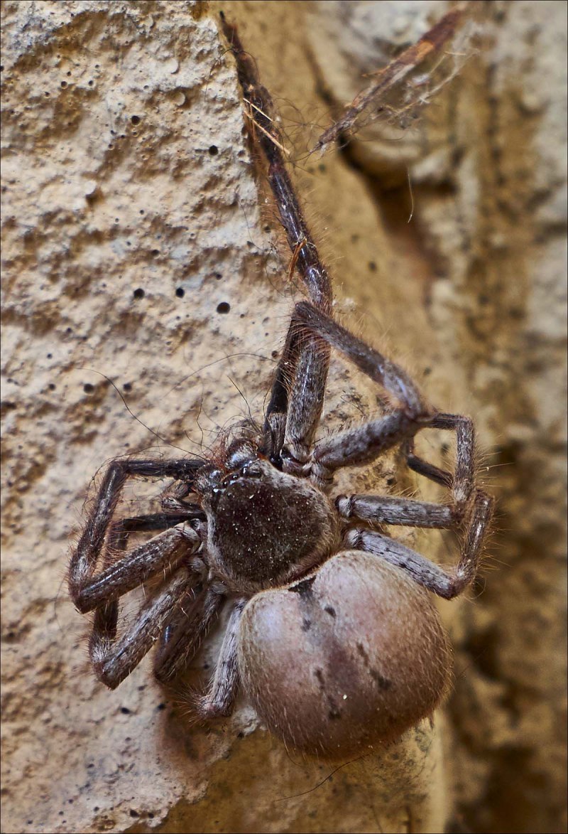 Чёрный паук в доме