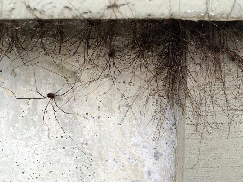 Паутина в доме