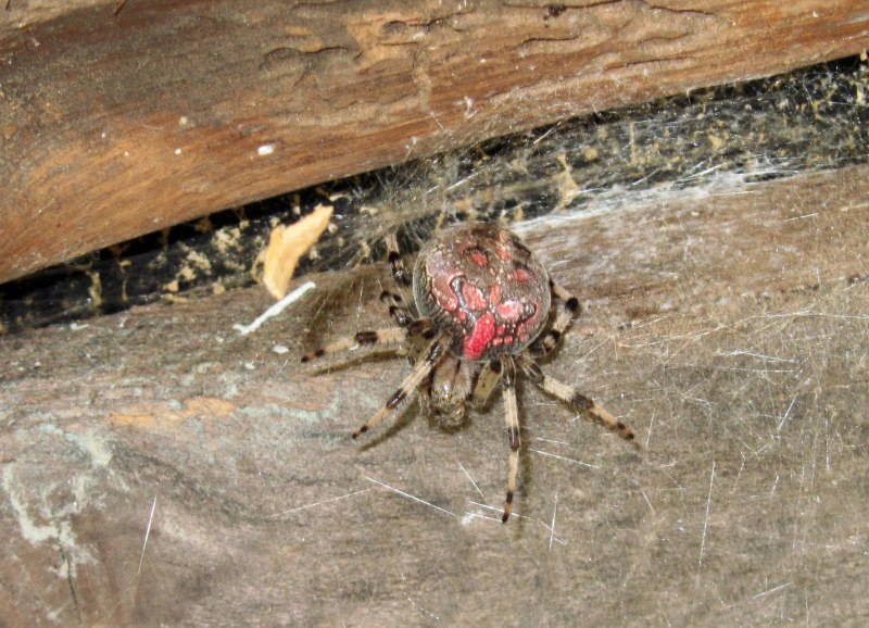 Пауки Ярославской области